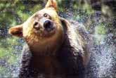 Animals In Slow Motion&nbsp; (BBC)