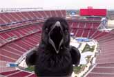 Stadium Webcam Surprise Visitor
